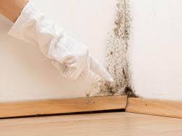 Environmental Consulting for Mold Prevention in Trappe, MD